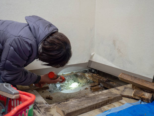 Best Post-Construction Mold Inspection  in Ddleville, MI