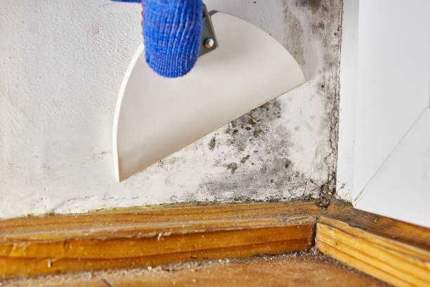 Best Residential Mold Inspection & Testing  in Ddleville, MI