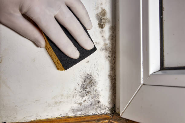 Best Airborne Mold Testing  in Ddleville, MI